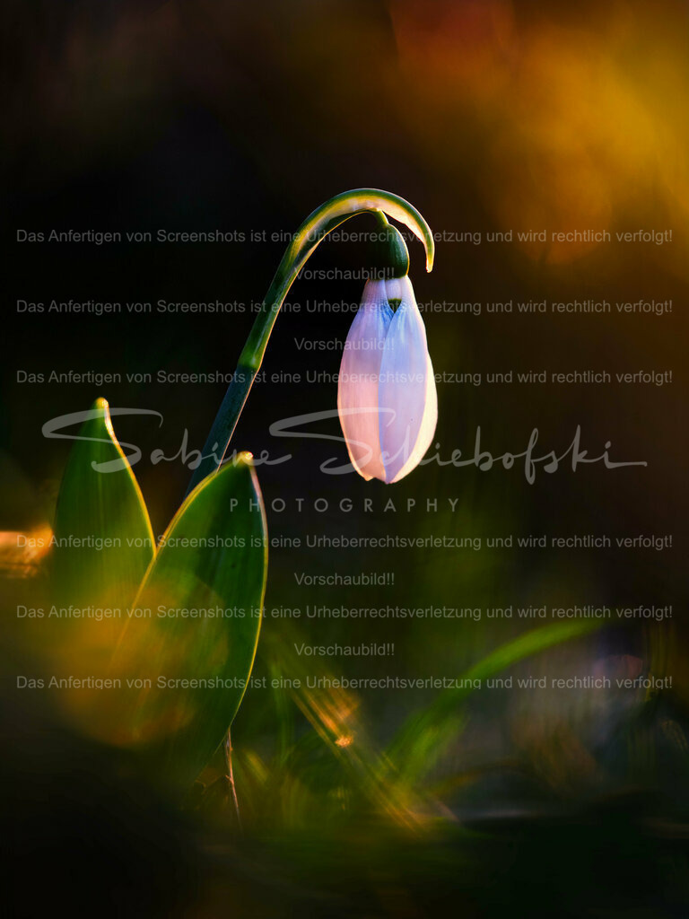 Wandbild Schneeglöckchen im Wald | Schneeglöckchen sind kleine weiße Blumen, die im späten Winter oder frühen Frühling blühen. Sie sind bekannt für ihr zartes Aussehen und gelten oft als Symbol für Hoffnung und Erneuerung. Schneeglöckchen sind in Gärten und Wäldern in ganz Europa verbreitet. - Realisiert mit Pictrs.com