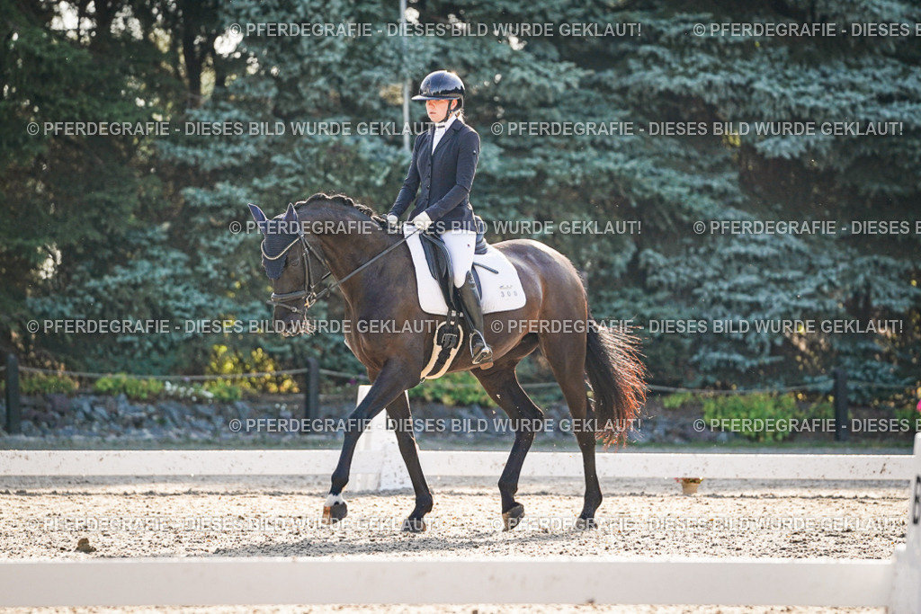 DSC08228 | Pferdegrafie