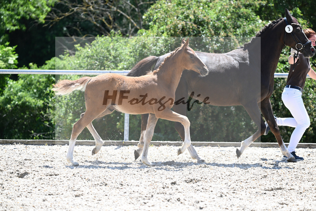 Kat-Nr. 3 HF Thuraus Giotto_Hummer_16230622 | hf-fotografie - Realisiert mit Pictrs.com