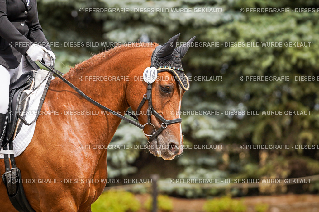 DSC04431 | Pferdegrafie