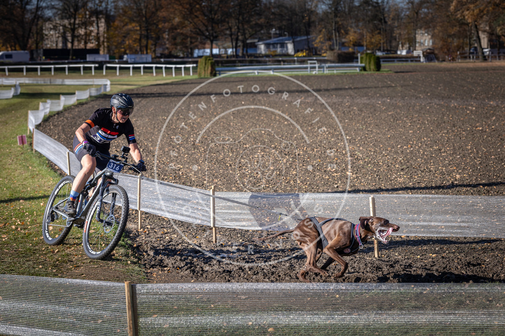 CaniXpix_DV3A6428 | Hundefotografie, Tierfotograf, Pfotenfotografie, Fotoshooting Hund, Hunde Portrait, Hundesport, Hundeportraits, Heideshooting, Hunde, Sportfotograf, Hundefotograf, Turnierhundsport, THS,  - Realisiert mit Pictrs.com