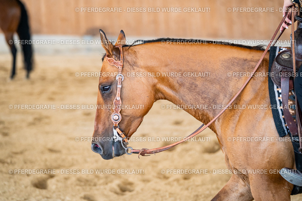 DSC04903 | Pferdegrafie