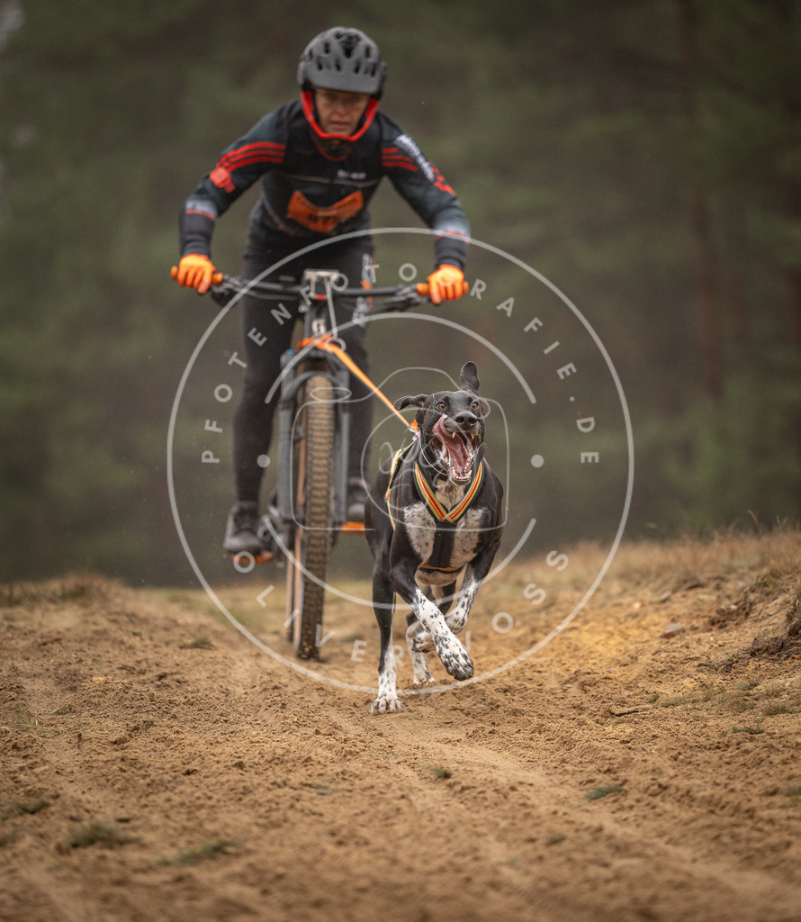 Pfotenfotografie_DV3A2664 | Hundefotografie, Tierfotograf, Pfotenfotografie, Fotoshooting Hund, Hunde Portrait, Hundesport, Hundeportraits, Heideshooting, Hunde, Sportfotograf, Hundefotograf, Turnierhundsport, THS,  - Realisiert mit Pictrs.com