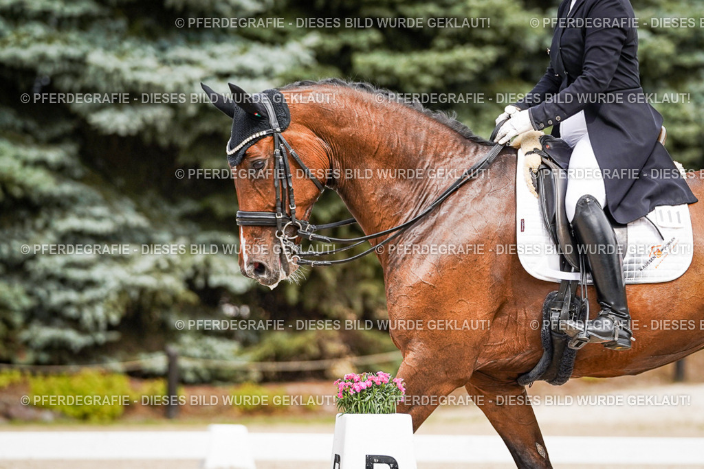 DSC06695 | Pferdegrafie