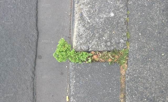 Stadt Natur 50 | ARDT Foto Kunst