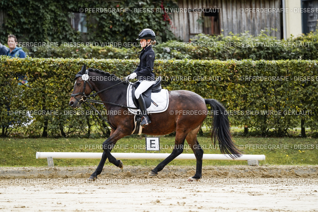 DSC05538 | Pferdegrafie