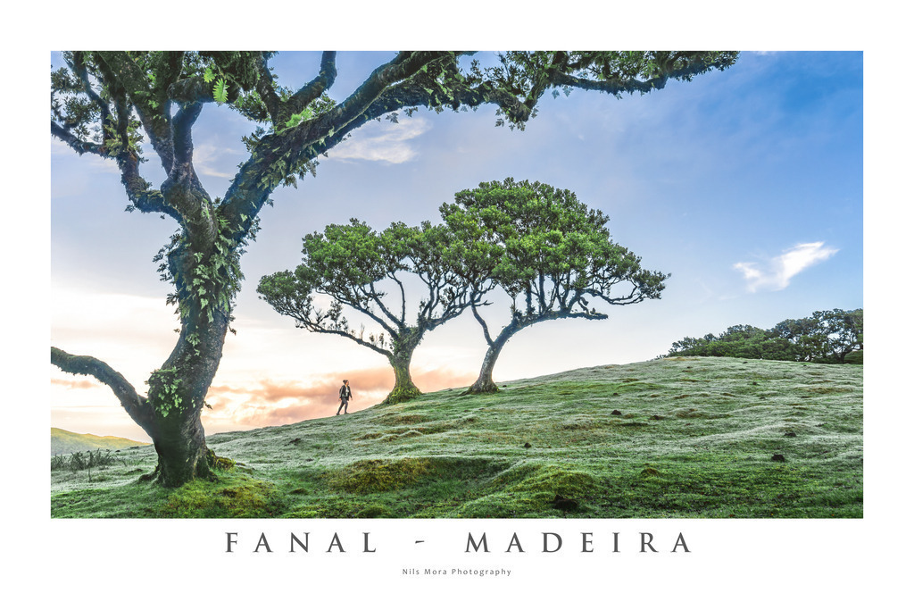23_Madeira_Fanal | Online shop for print and download versions of my photos: small format, poster, canvas, postcard or even photo cup. - Realisiert mit Pictrs.com