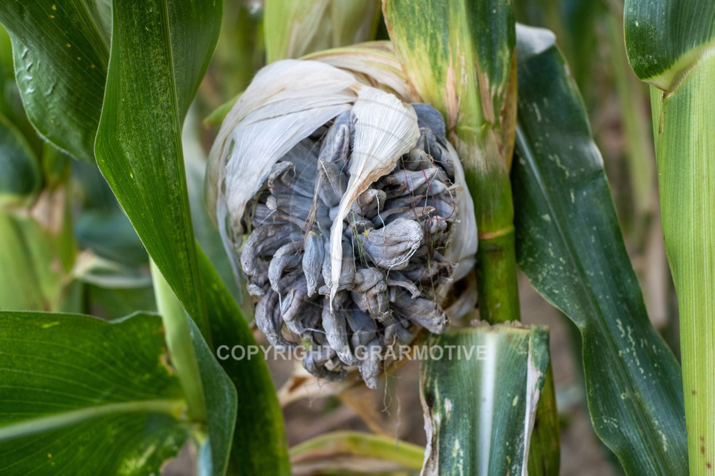 20220829-DSCF2926 | Pizerkrankung im Mais - Realisiert mit Pictrs.com