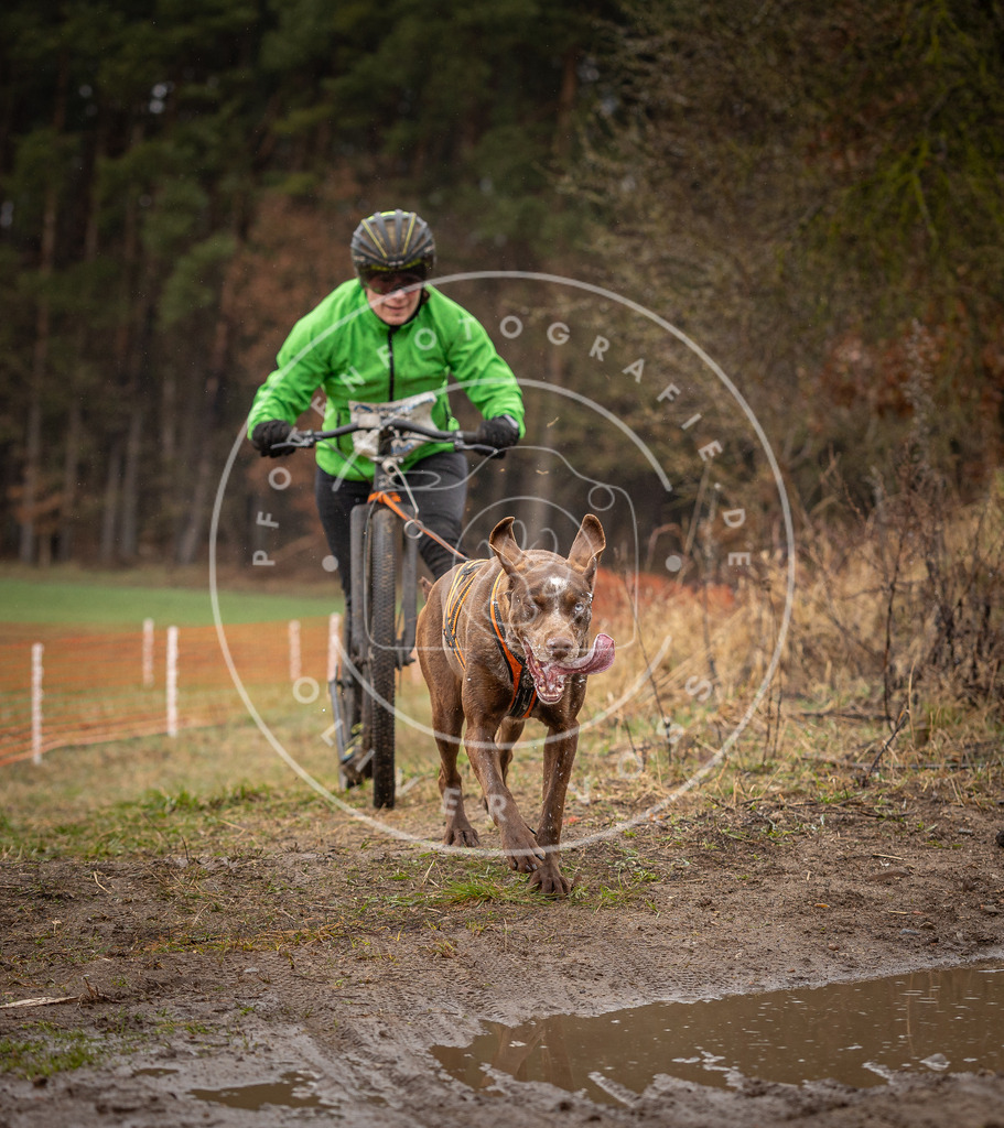 DV3A9464 | Hundefotografie, Tierfotograf, Pfotenfotografie, Fotoshooting Hund, Hunde Portrait, Hundesport, Hundeportraits, Heideshooting, Hunde, Sportfotograf, Hundefotograf, Turnierhundsport, THS,  - Realisiert mit Pictrs.com