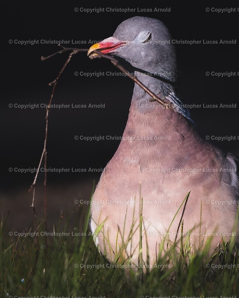 Ringeltaube | bildkomponist - Realisiert mit Pictrs.com