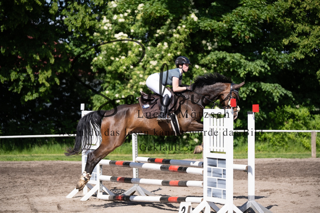 A7V03491 | Pferdefotograf