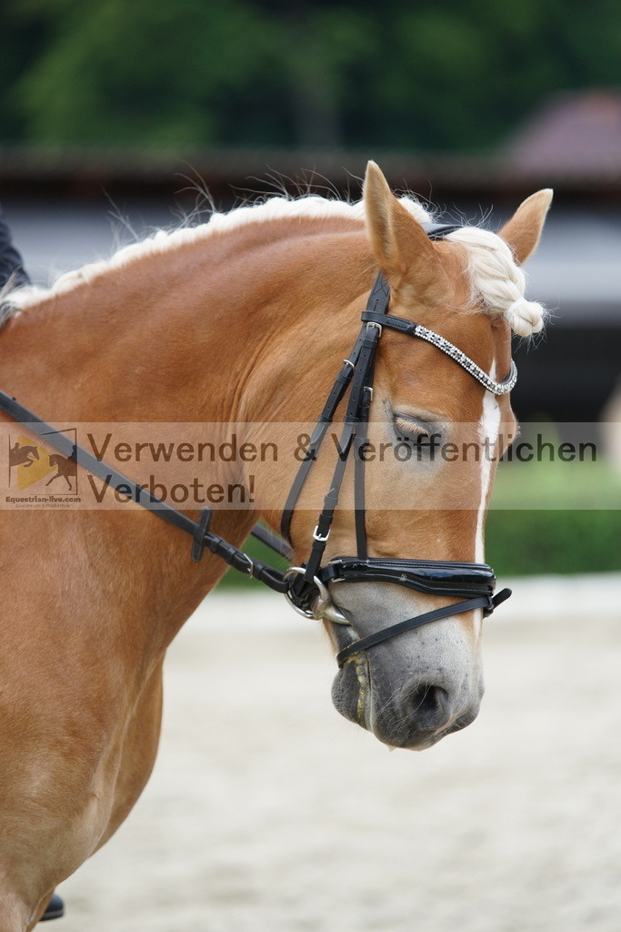 DSC05403 | equestrian-live-com