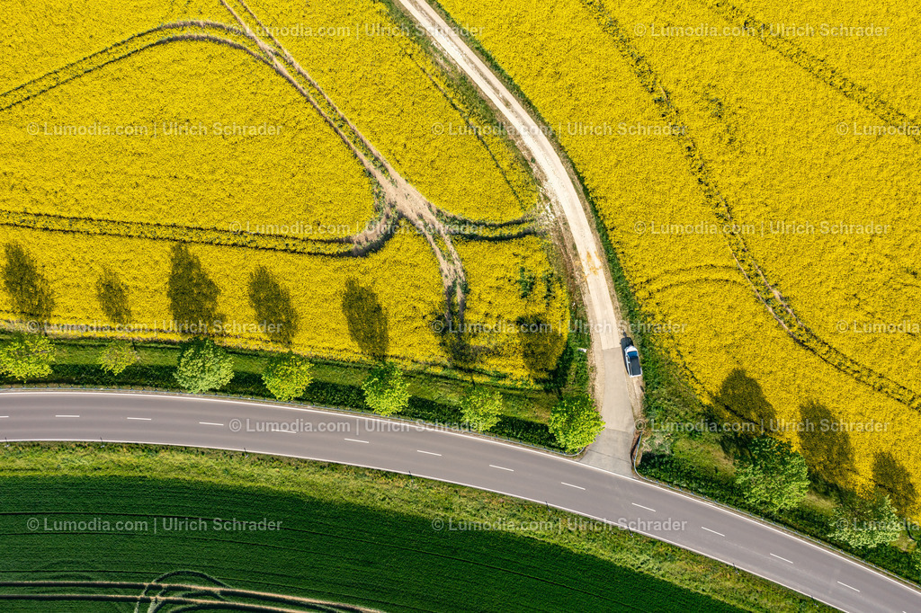 10049-51941 - Blühende Rapsfelder | Stockfoto und Bilderpool mit Bildmaterial aus Deutschland, dem Harz, Halberstadt, Quedlinburg, Wernigerode und weltweit. Qualitativ hochwertige und professionelle Fotos anschauen und kaufen. - Realisiert mit Pictrs.com