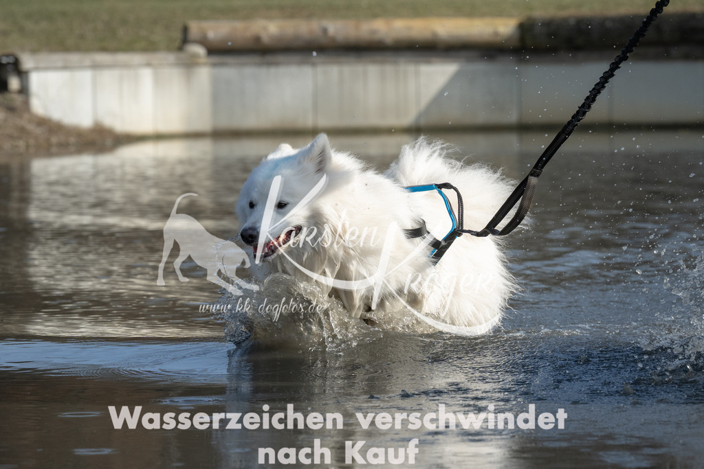 1408_ZZ99885 | kk-dogfotos