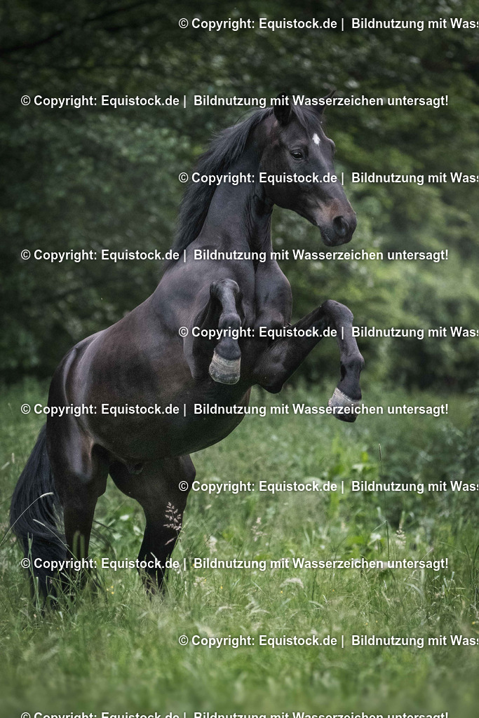 TS_20170602_Steigender_Rappe_0001 | Foto: Thomas Hartig