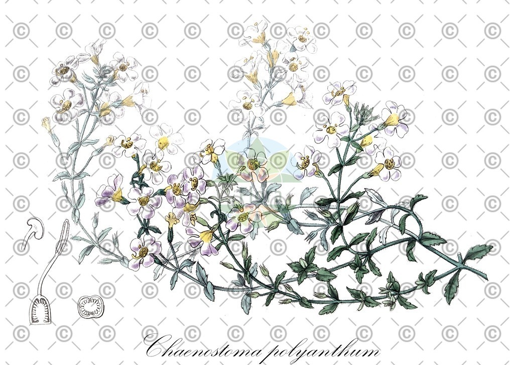 Histabb_EMP_107322_SRC_Koehler_1887_FLORAD_SIMPLE | Historische Abbildung von Chaenostoma polyanthum - Scrophulariaceae | Historical Illustration of Chaenostoma polyanthum - Scrophulariaceae