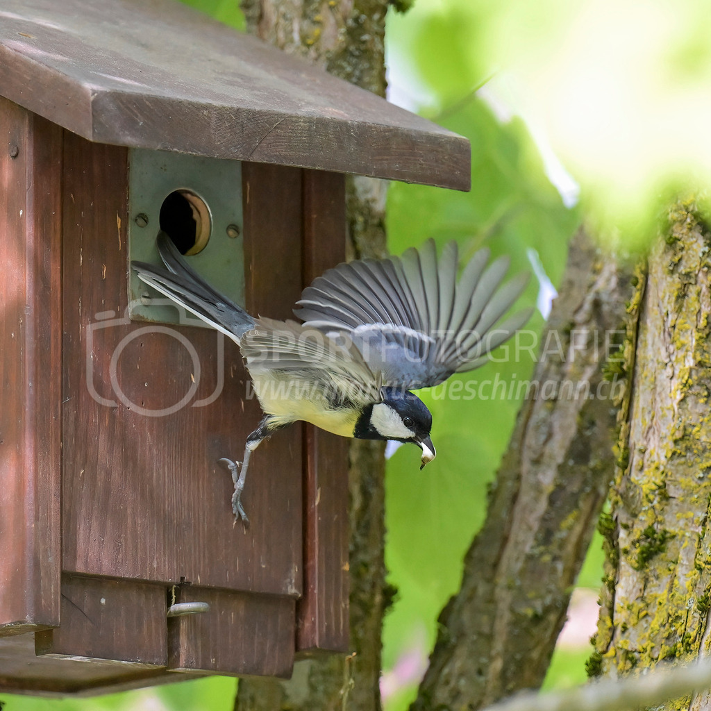 20240504_1100_AEM_nefti_7036-Bearbeitet | 04.05.2024 / , Neftenbach

Bild: Sportfotografie Markus Aeschimann | www.markus-aeschimann.ch - Realisiert mit Pictrs.com