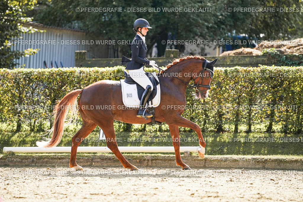 DSC07485 | Pferdegrafie