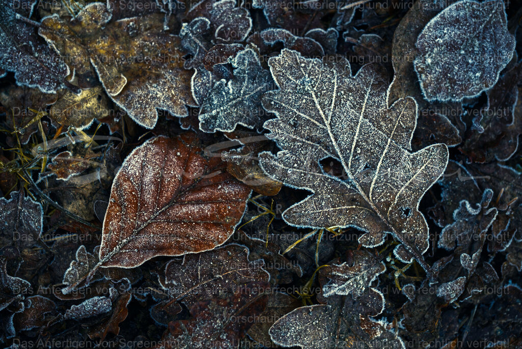 Frozen | People- und Tierfotografie, Imageaufnahmen, Veranstaltungsfotografie und Wandbilder aus der Natur ★ Made in Germany ✔️ Druck + Downloads ✔️ Naturfotografie in Top Qualität ★ schneller Versand, weltweite Lieferung! - Realisiert mit Pictrs.com