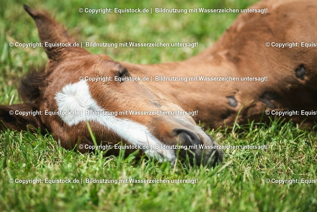 20210617_Fohlen_0289 | Foto: Thomas Hartig