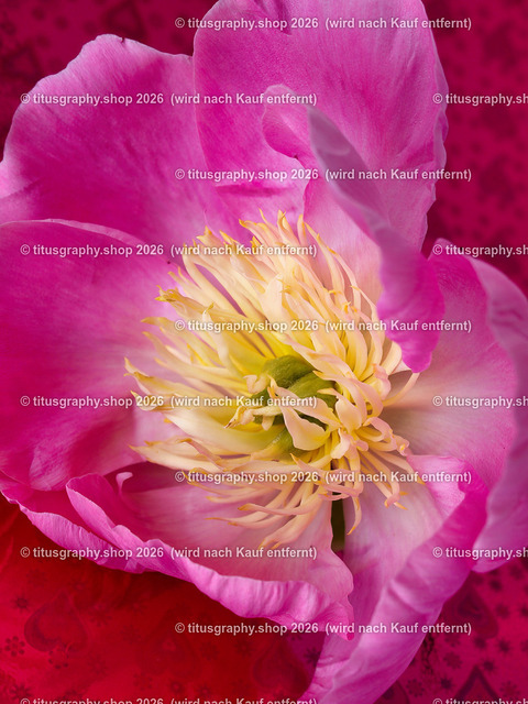 titusgraphy_P6150242-vz-ln | titusgraphy-shop: Geschenkideen mit Qualitätsfotos. titusgraphy-shop: gift ideas with quality photos. titusgraphy-shop: idées cadeaux avec photos de qualité.  - Realisiert mit Pictrs.com
