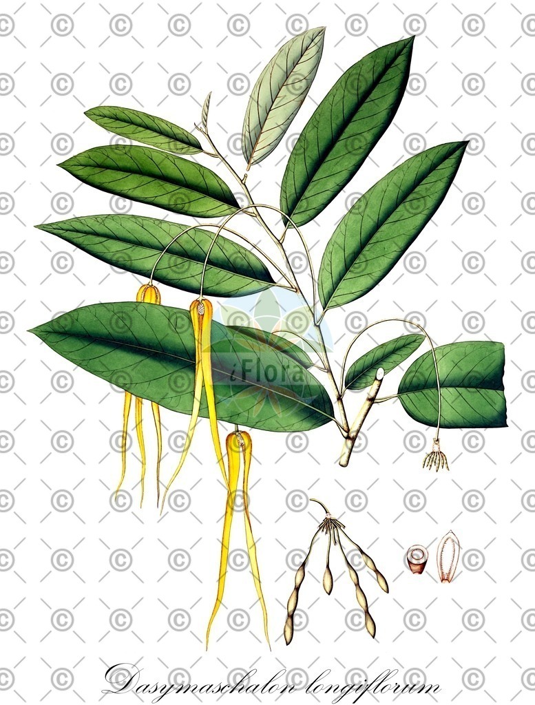 HistAbb_wfo-0000123033_1_ENZY_Simple | Historische Abbildung von Dasymaschalon longiflorum - Annonaceae | Historical Illustration of Dasymaschalon longiflorum - Annonaceae