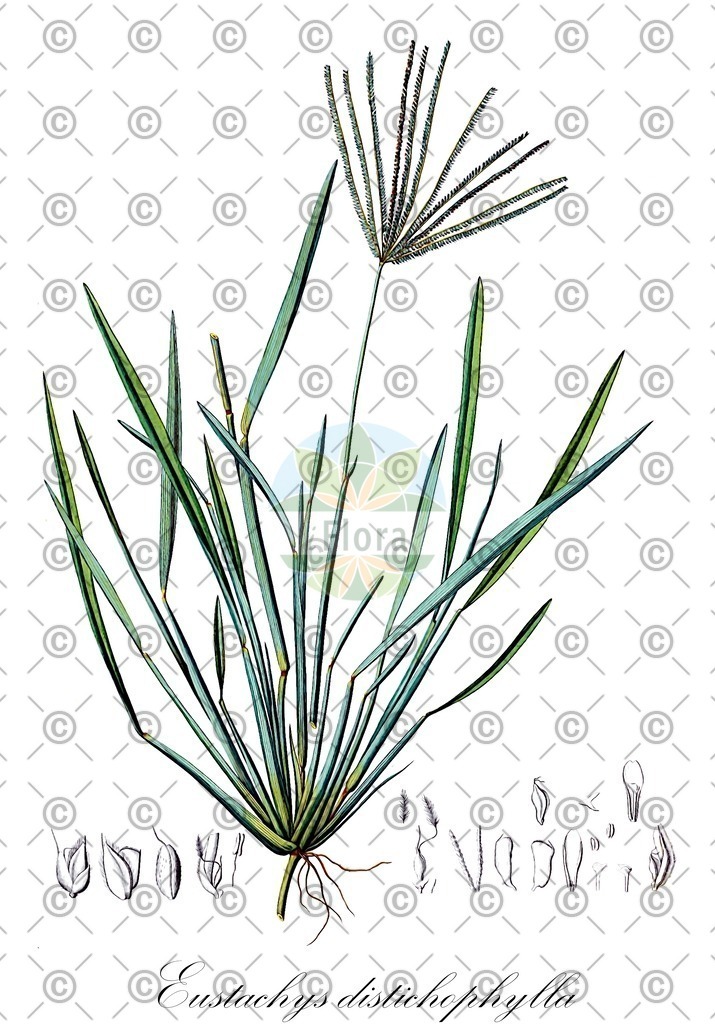 HistAbb_wfo-0001192877_1_ENZY_Simple | Historische Abbildung von Eustachys distichophylla - Poaceae | Historical Illustration of Eustachys distichophylla - Poaceae