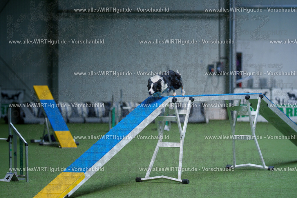 @allesWIRTHgut_Tierfotografie - www.allesWIRTHgut.de - 2604260931-7R507981 | Professionelle Tierfotografie in Mönchengladbach von Daniel Wirth (allesWIRTHgut). Liebevolle & natürliche Bilder von Hunden & Katzen für unvergessliche Erinnerungen.
