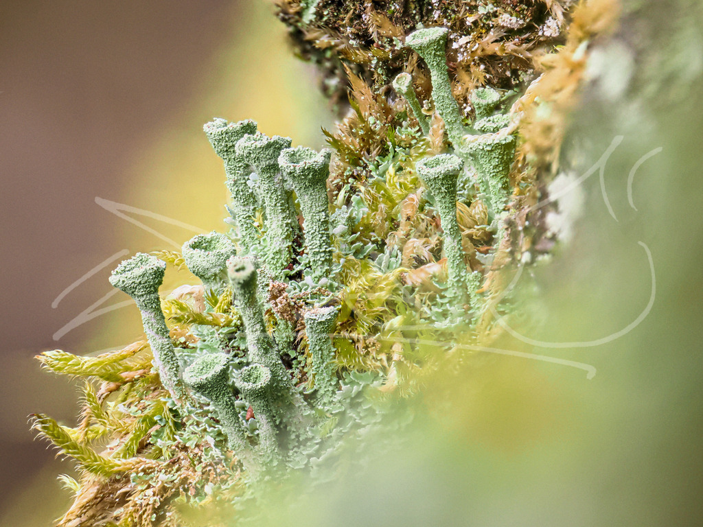 Flechtenstadt2 | Naturschönheiten aus Deutschland. Pflanzen und Tiere, Insekten und Naturschauspiele. Alle schönen Details, die uns umgeben, fotografiert von Michi Moc.  - Realisiert mit Pictrs.com