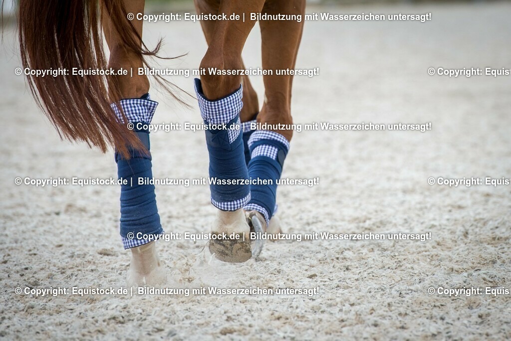 TS_20160818_Bandagierte_Pferdebeine_0001 | Foto: Thomas Hartig