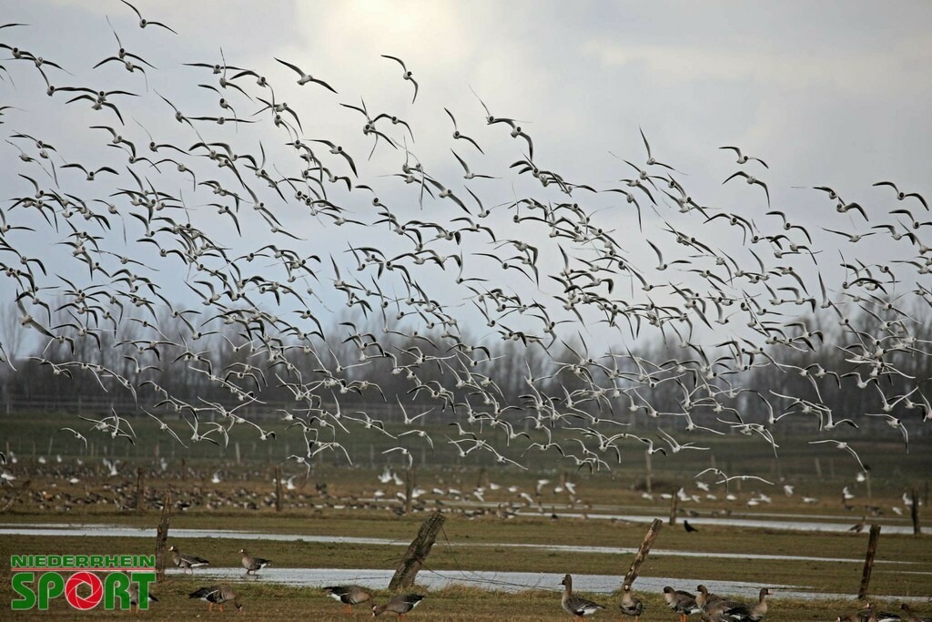ROBE9775 | Bildergalerie von Sport-Ereignissen aber auch von weiteren spannenden Dingen - nicht nur vom Niederrhein. In Anlehnung an den bekannten Spruch von Hanns Dieter Hüsch heißt das Motto: "Niederrhein ist überall".  - Realisiert mit Pictrs.com