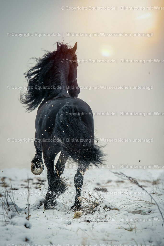20150121_Friese_im_Schnee_0003 | equistock