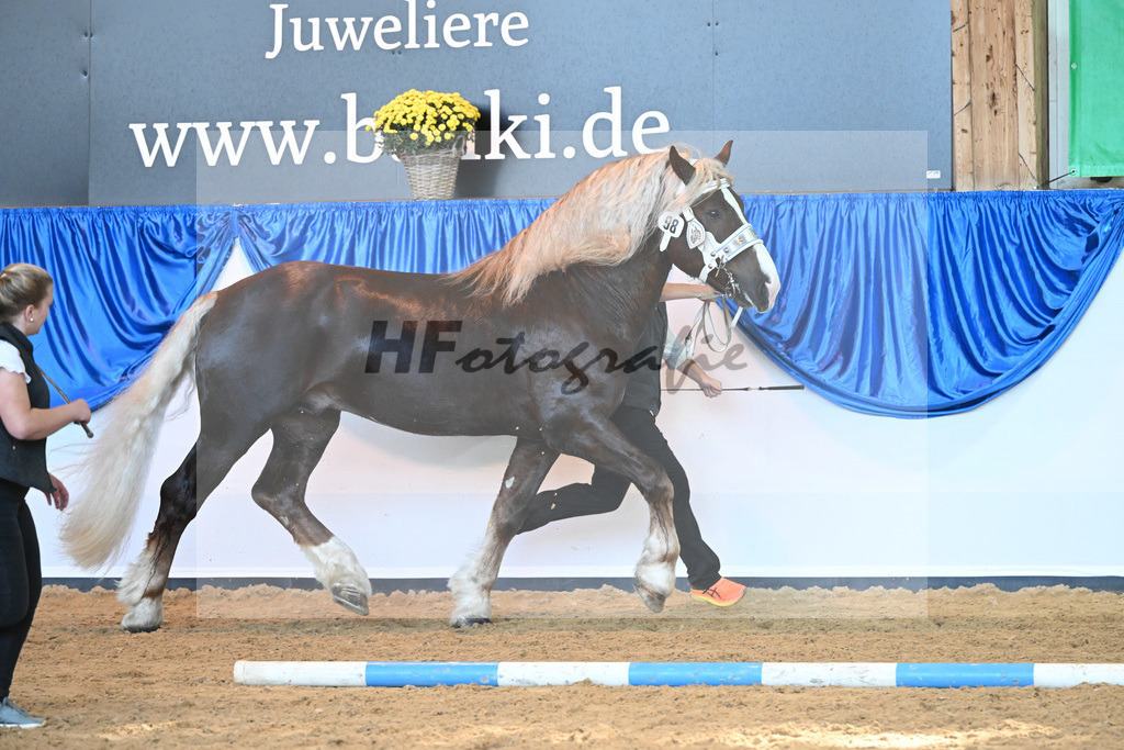 Kat-Nr. 98 Valegro_Oltmanns_53220642 | hf-fotografie - Realisiert mit Pictrs.com