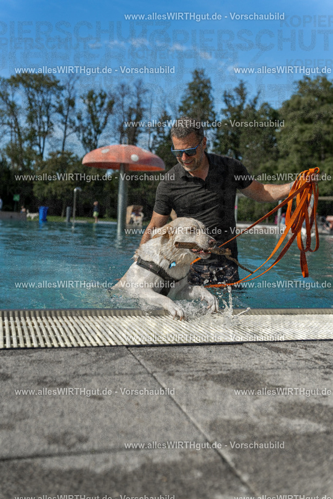 Hundeschwimmen_Volksbad_2026-allesWIRTHgut_Tierfotografie-2609061544-7R501754 | Professionelle Tierfotografie in Mönchengladbach von Daniel Wirth (allesWIRTHgut). Liebevolle & natürliche Bilder von Hunden & Katzen für unvergessliche Erinnerungen.