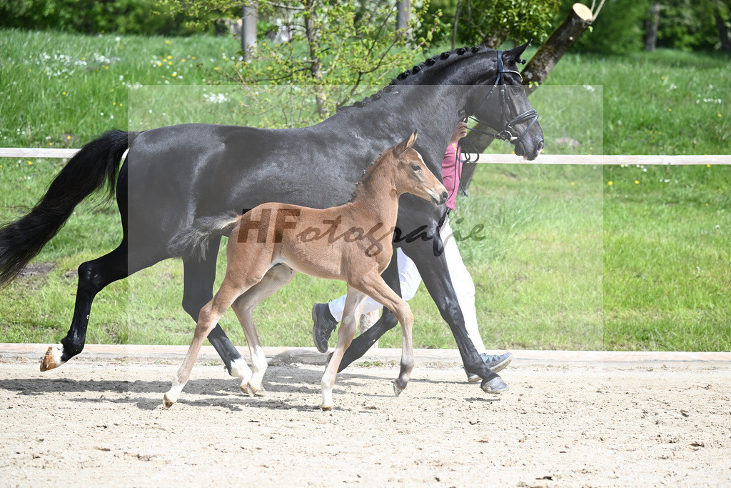 Benicio x De Niro_HF_Eder_11240232 | hf-fotografie - Realisiert mit Pictrs.com