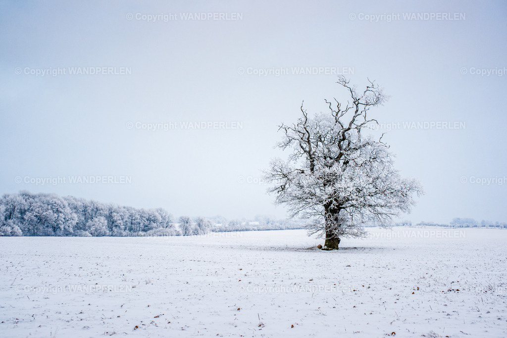 Dezember - Winterzauber | Winter in Mecklenburg-Vorpommern – ein einzelner, schneebedeckter Baum hebt sich von der weiten, weißen Landschaft ab. Die Äste sind schwer von Eis und Schnee und bilden einen zarten Kontrast zum wolkenverhangenen Himmel. Ein Moment der Stille inmitten der stillen Schönheit der Natur. Ein tolles Motiv, das besonders in großen Formaten seine ruhige Wirkung entfaltet. - Realisiert mit Pictrs.com
