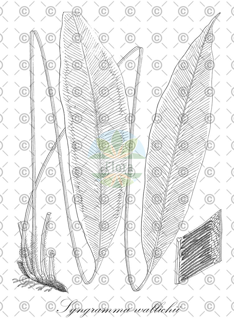 HistAbb_wfo-0001035808_2_ENZY_Simple | Historische Abbildung von Syngramma wallichii - Pteridaceae | Historical Illustration of Syngramma wallichii - Pteridaceae