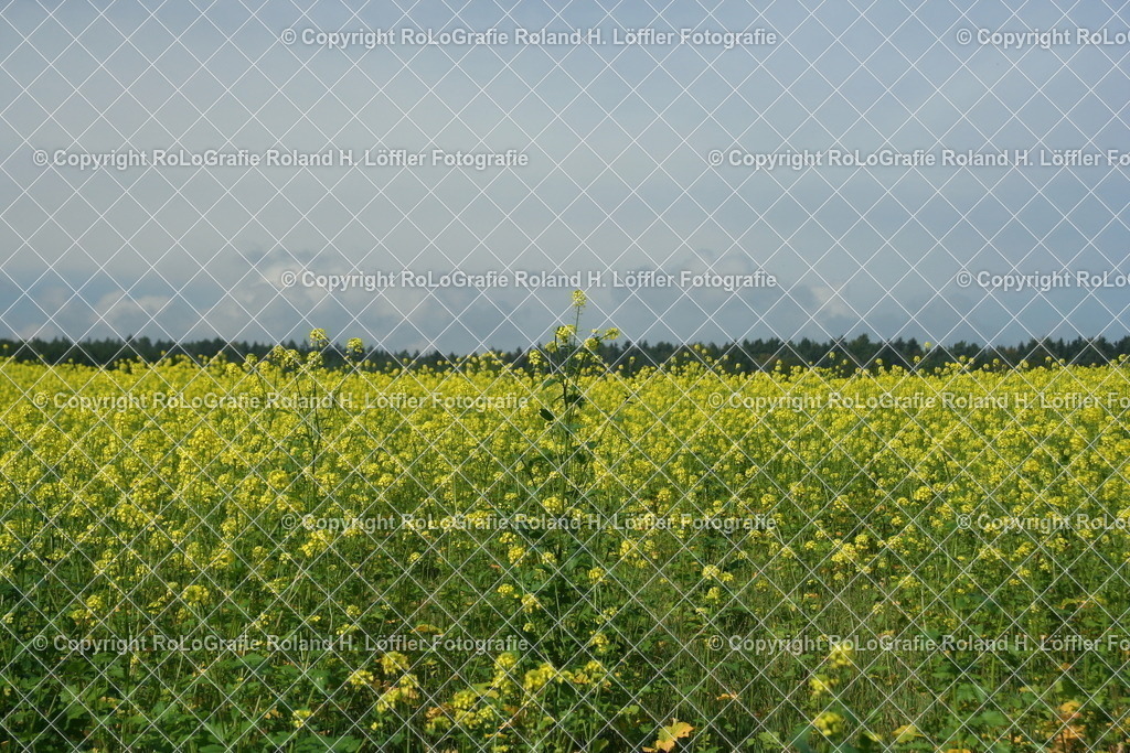 RappsWald | Rappsfeld mit Rapps in voller Blüte - Realisiert mit Pictrs.com