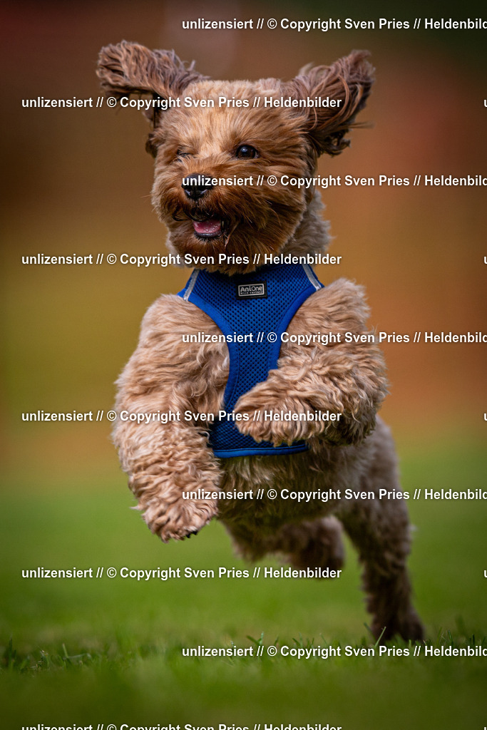 Sven Pries | 2024-09-22 - Hunderennen Baden-BadenPudelverein - Realisiert mit Pictrs.com