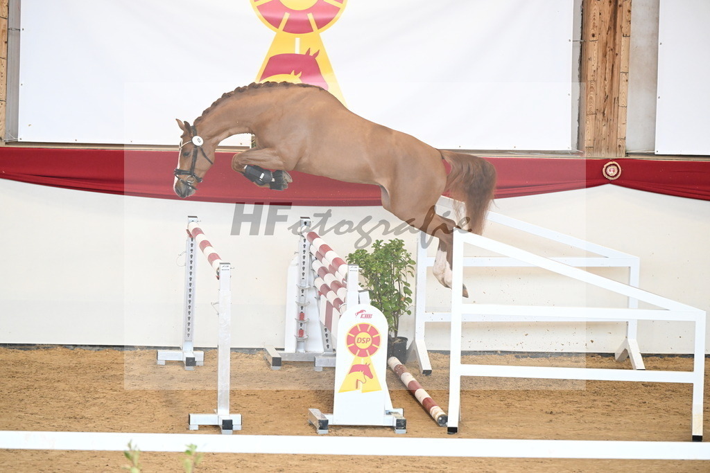 Kat.-Nr. 1 v. Balou du Rouet_Kastner-Schöpe_2250971 | hf-fotografie - Realizzato con Pictrs.com