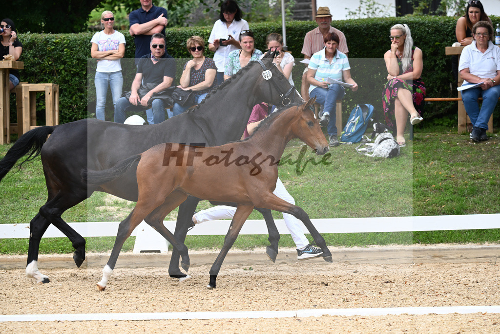 Kat-Nr. 29 SF DSP Va Bene x Sandro Hit_Maurer_27230447 | hf-fotografie - Realisiert mit Pictrs.com