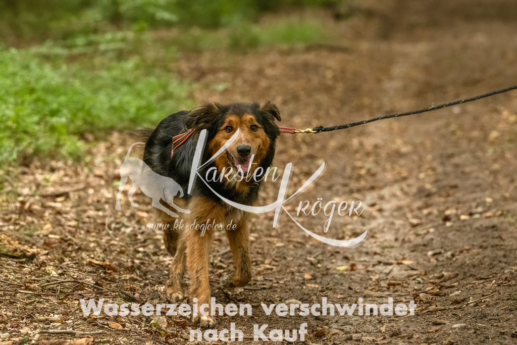 1309_ZZ92137-Bearbeitet | kk-dogfotos
