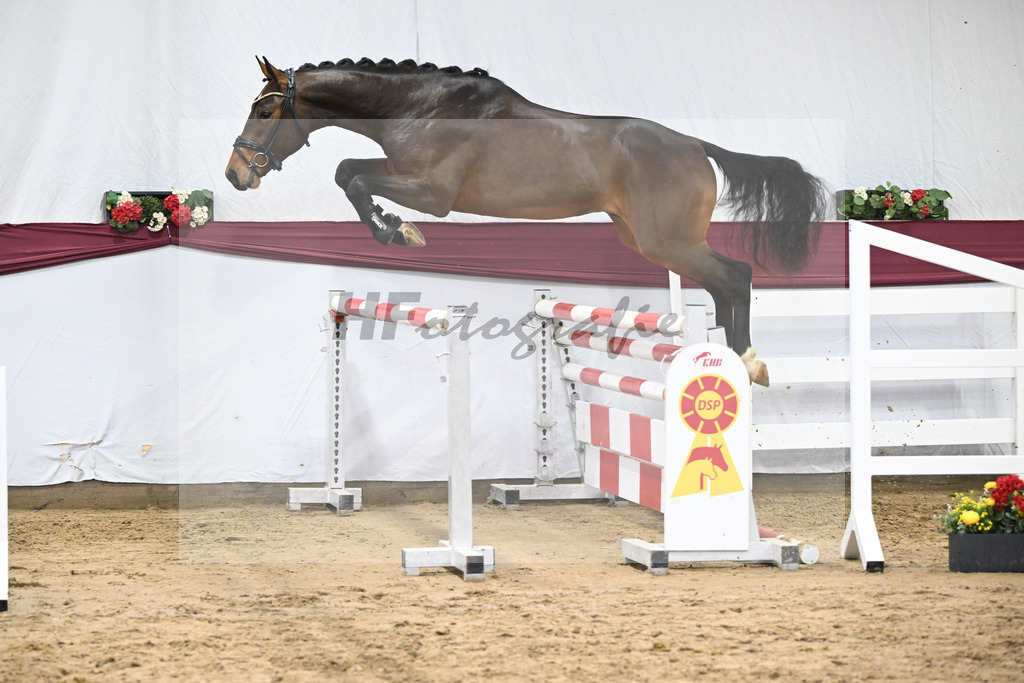 Kat-Nr. 79 Donthargos x Zacharov TN (Zippo)_Georg Wilbers Hengststation Ferienhof Stuecker_47252758 | hf-fotografie - Realisiert mit Pictrs.com