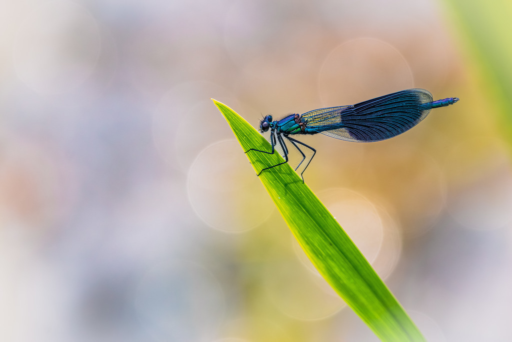 Prachtlibelle | Eine Prachtlibelle auf einem Grashalm an einem Teich.