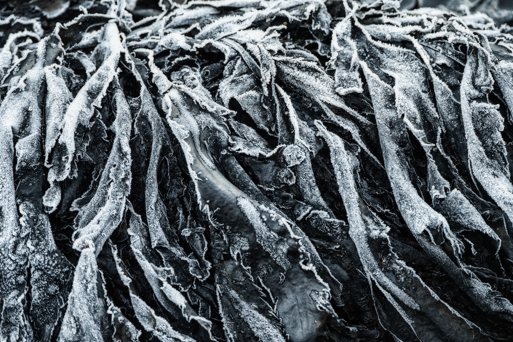 Gefrorener Seetang | Ufer von Eriska, Schottland.Dunkler Seetang ist dicht mit feinen Eiskristallen bedeckt, die eine faszinierende Textur und Kontraste erzeugen. Die organischen Formen des Seetangs bilden ein komplexes Muster aus Linien und Schattierungen, akzentuiert durch das helle Weiß des Reifs. ***### 10 tagsFrost, Seaweed, Winter, Nature, Cold, Texture, Ice, Scotland, Eriska, Close-up - Realisiert mit Pictrs.com