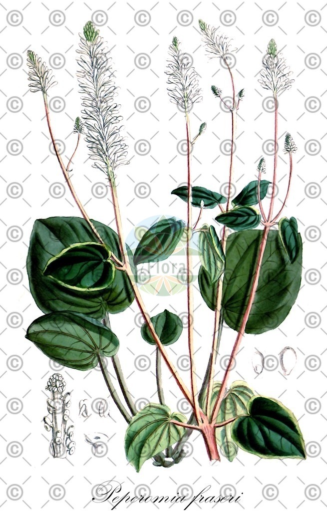HistAbb_wfo-0001039319_1_ENZY_Simple | Historische Abbildung von Peperomia fraseri - Piperaceae | Historical Illustration of Peperomia fraseri - Piperaceae