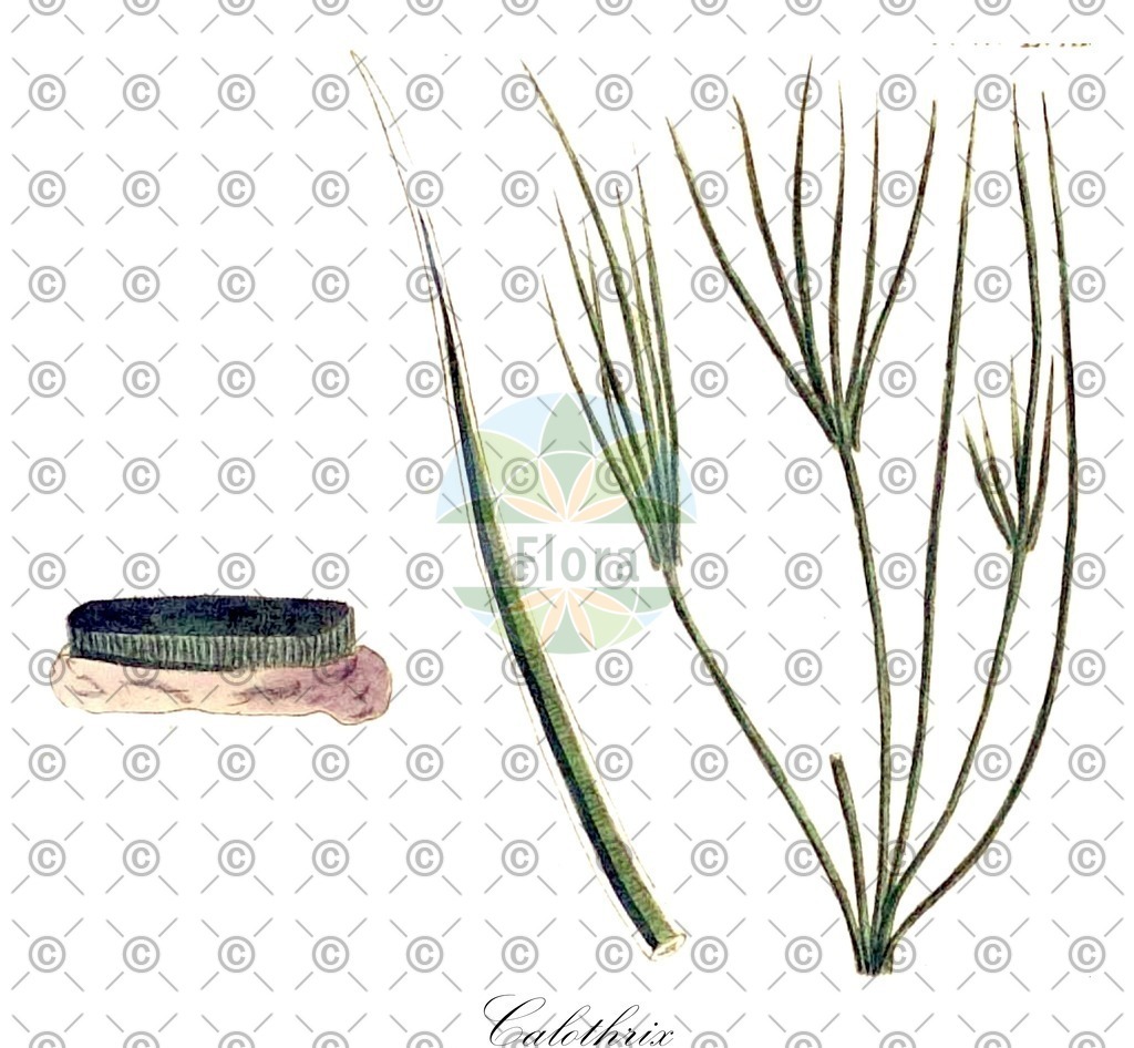 HistAbb_3FYV_4_ENZY_Simple | Historische Abbildung von Calothrix - Rivulariaceae (0) | Historical Illustration of Calothrix - Rivulariaceae (0)