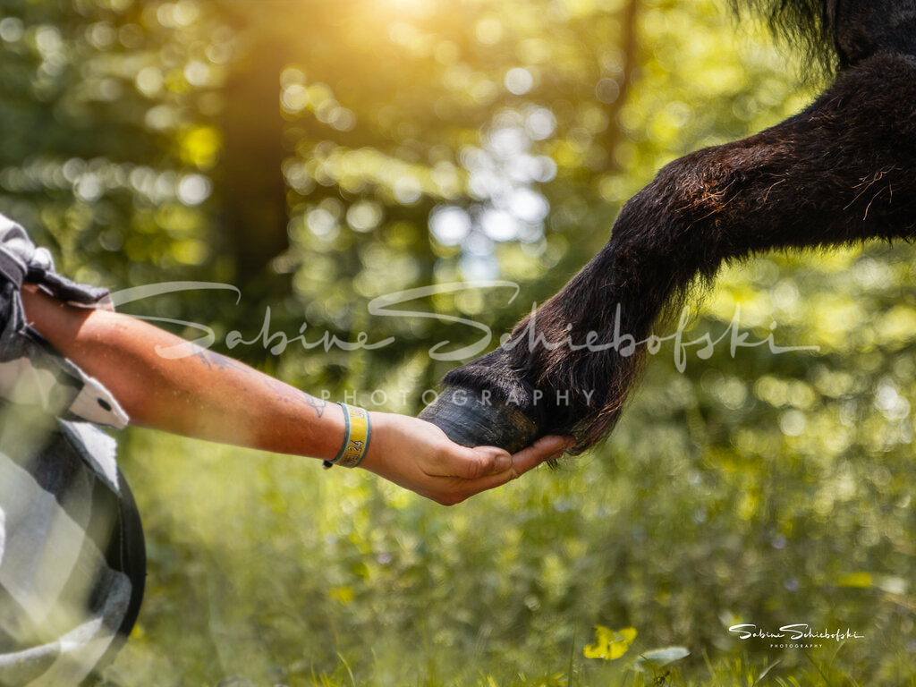 Hand in Huf for ever | People- und Tierfotografie, Imageaufnahmen, Veranstaltungsfotografie und Wandbilder aus der Natur ★ Made in Germany ✔️ Druck + Downloads ✔️ Naturfotografie in Top Qualität ★ schneller Versand, weltweite Lieferung! - Realisiert mit Pictrs.com