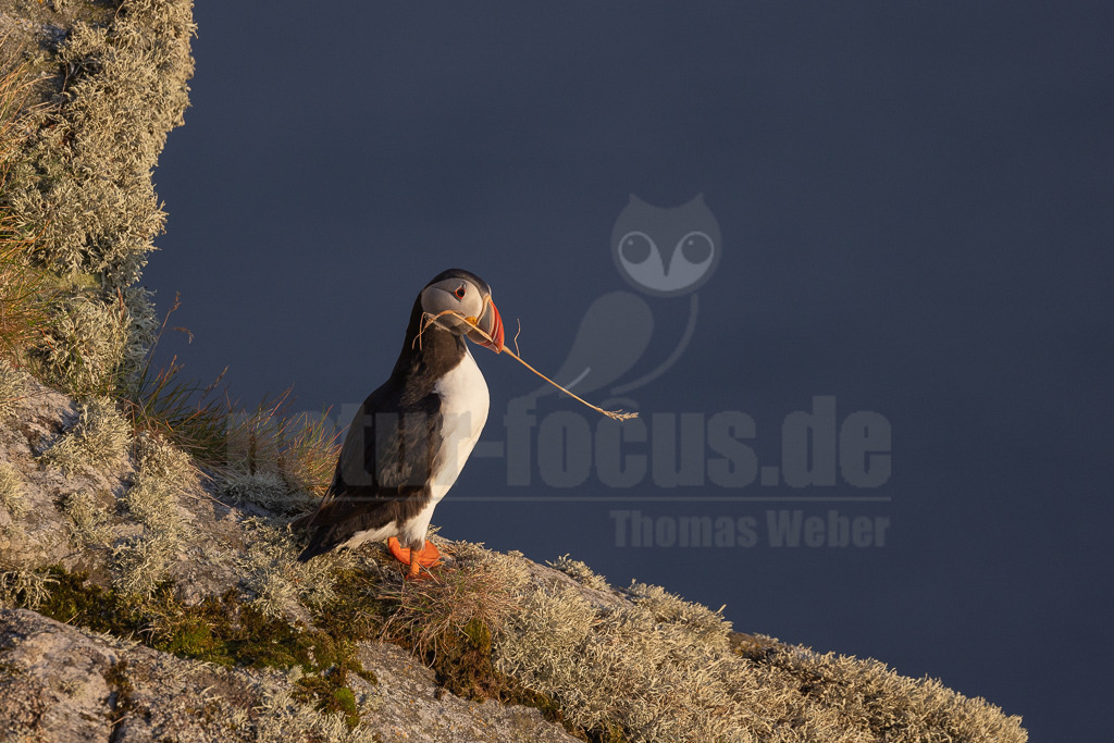 R5NF5236-20230720 | Der Papageitaucher – auch Papageientaucher oder Puffin genannt – ist eine Vogelart aus der Familie der Alkenvögel. Die Art brütet in Erdhöhlen an und auf Klippen oder an deren Fuß im Nordatlantik sowie im westlichen Nordpolarmeer. - Realisiert mit Pictrs.com