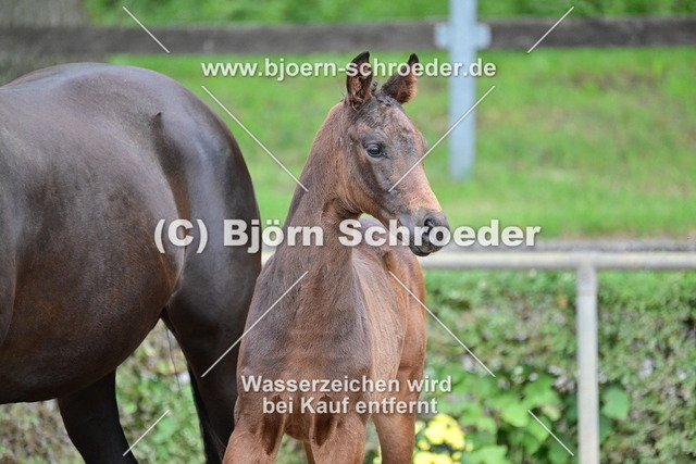 064_Escanto PS - Fürst Wettin_Bernd Templin_868_4857 | Björn Schroeder Pferdefotografie